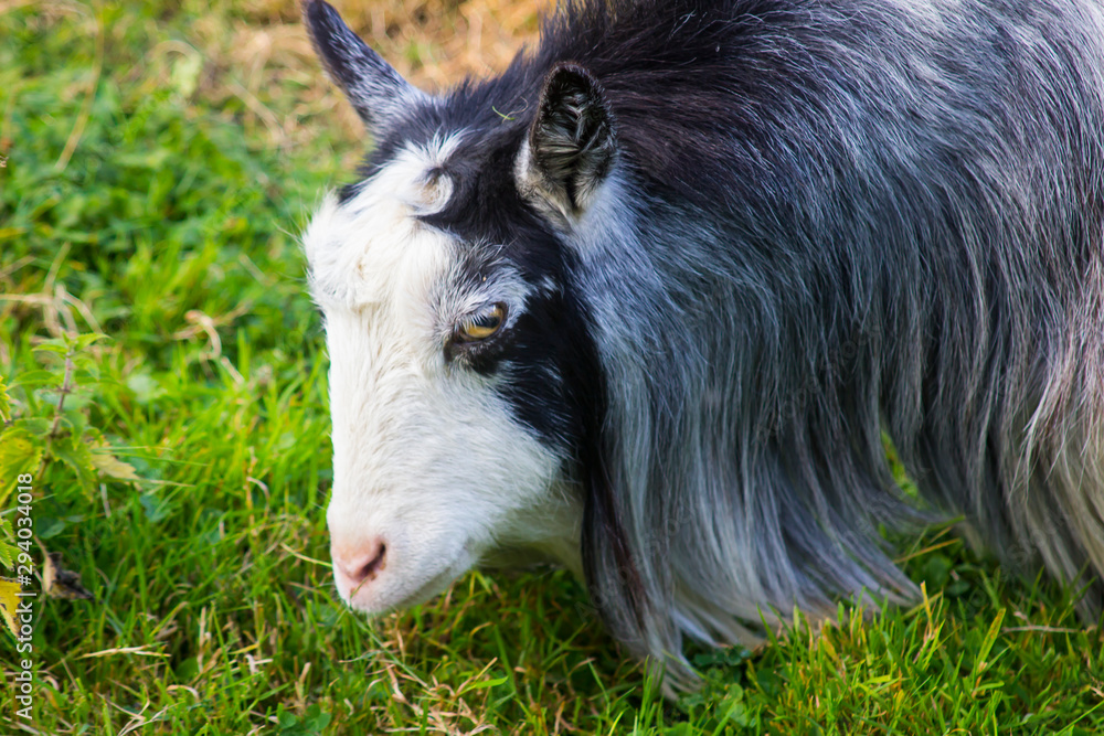 Fototapeta premium One of the Brambridge Garden Centre Pygmy Goats