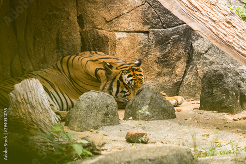 tiger in the zoo malacca  malaysia