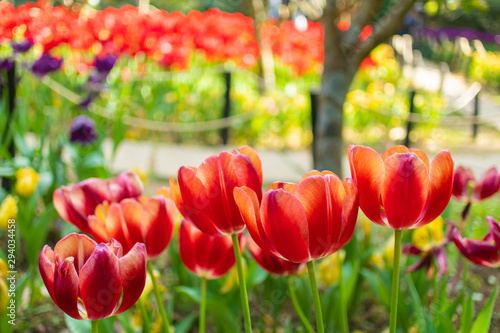 Shoot the beauty of flowers with a telephoto lens
