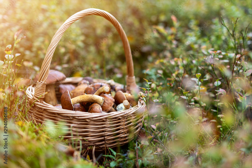 Picking mushrooms in the woods Picking mushrooms in the woods