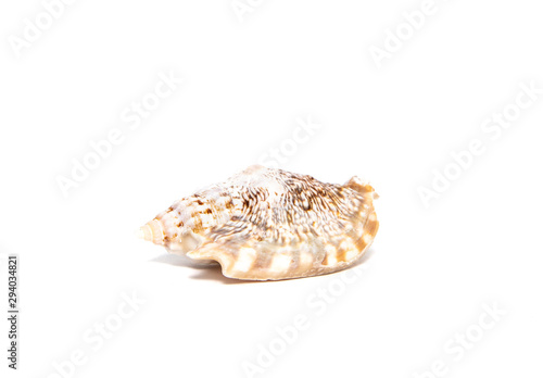 Seashell from the sea on a white isolated background. The concept of holidays and the import of souvenirs from the sea. Returning home from vacation. Sea shells isolated.