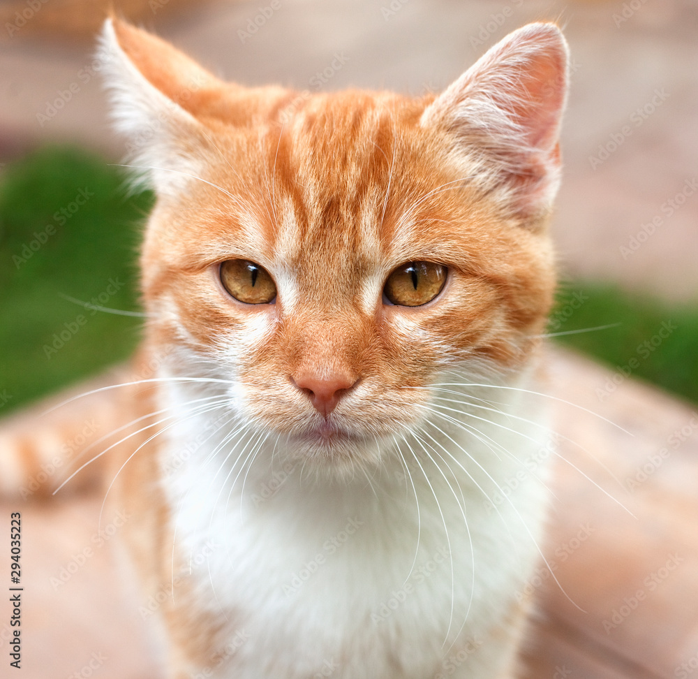 Closeup Portrait of an Orange Kitten Outdoor.