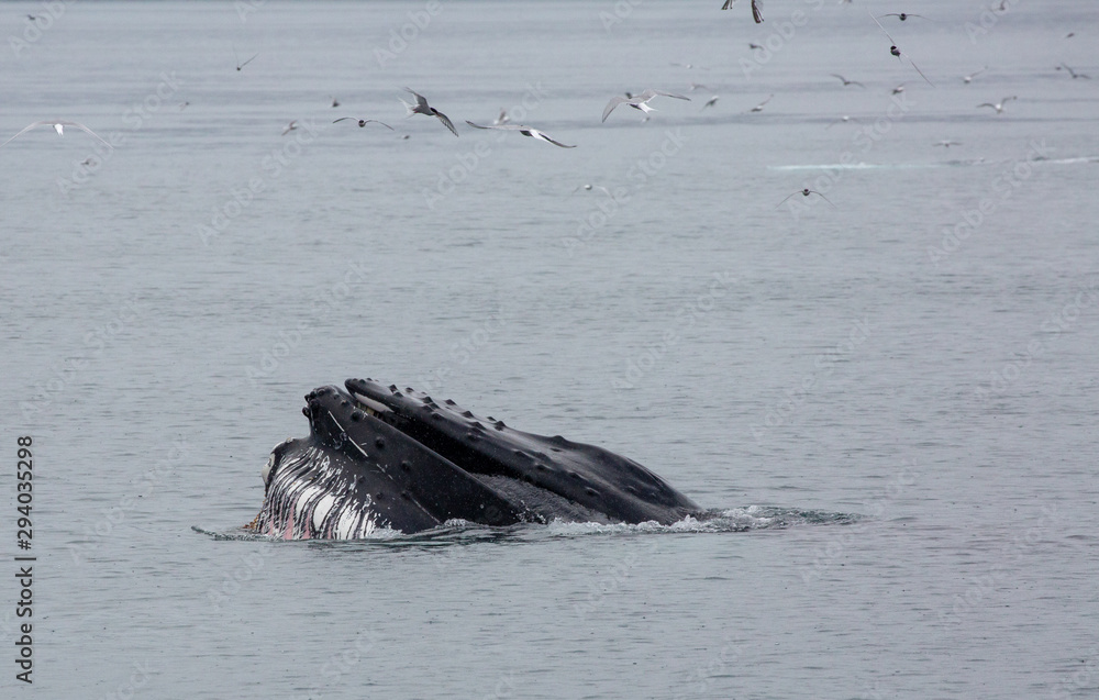 Fototapeta premium Humpback whale on Iceland in the fjord
