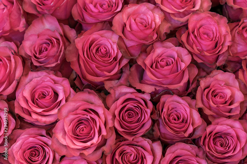 Background of pink and peach roses. Fresh pink roses. A huge bouquet of flowers. The best gift for women