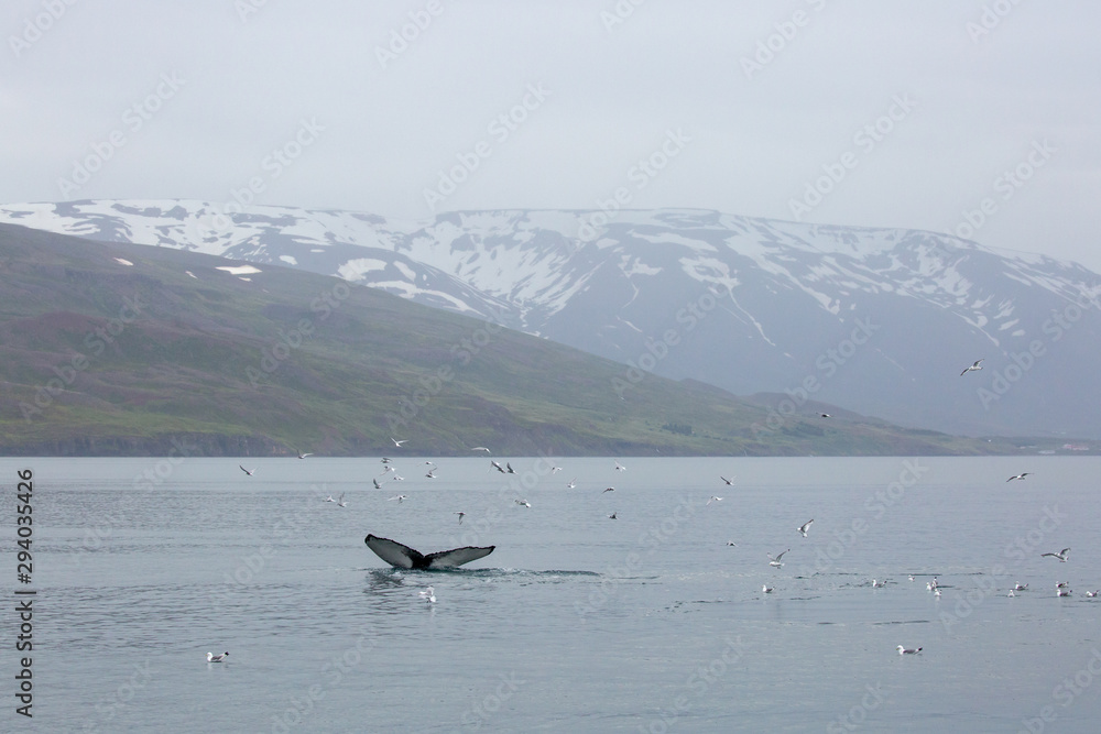 Humpback whale on Iceland in the fjord