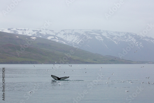 Humpback whale on Iceland in the fjord © Anja