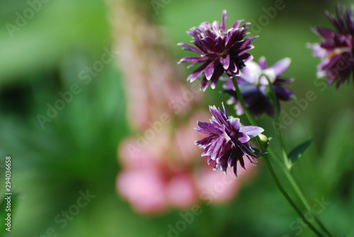 Gartenimpression pink lila