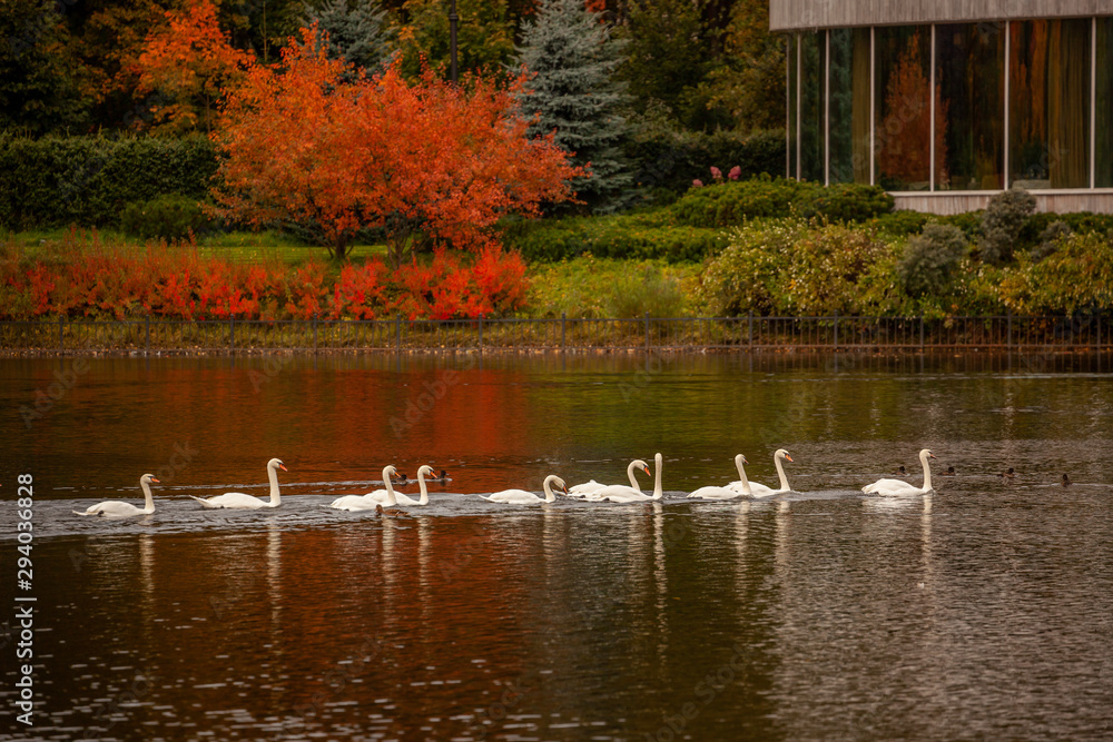 a flock of white swans swims across a pond or lake in an autumn park, bright leaves on the trees, white waterfowl, wildlife in the city a flock of white swans swims across a pond or lake in an autumn park, bright leaves on the trees, white waterfowl, wildlife in the city