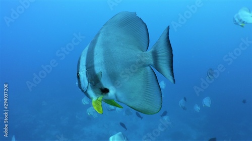 Batfish 