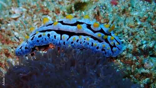 Nudibranch © Manuela