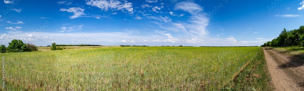 Panorama of the field with young wheat shoots and auxiliary dirt road. Volgograd region, Russia. Panorama of the field with young wheat shoots and auxiliary dirt road. Volgograd region, Russia.