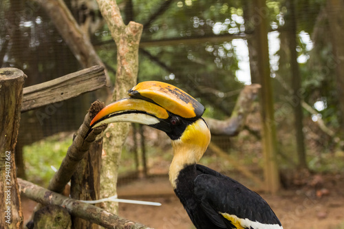great Hornbill bird in zoo at malaysia