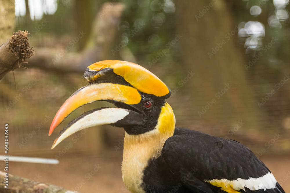 great Hornbill bird in zoo at malaysia