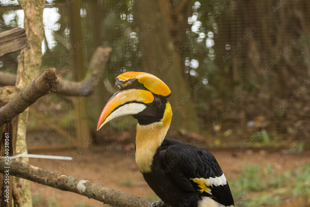 great Hornbill bird in zoo at malaysia great Hornbill bird in zoo at malaysia