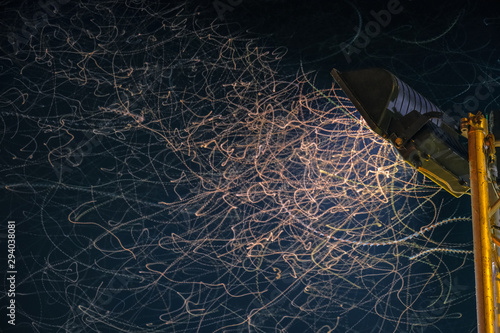 Flying insects playing in the light at night.