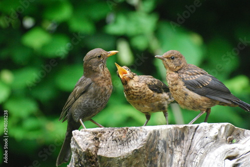Amselfamilie