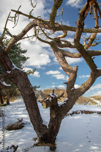 Bare tree in snow © Paul