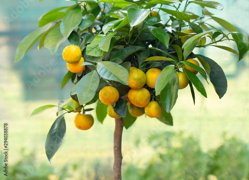calamondin tree with ripe calamondin fruit