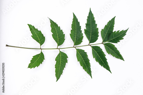 Green Neem Leafs