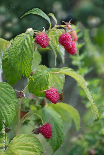 Ripe red raspberries in summer garden  vertical picture