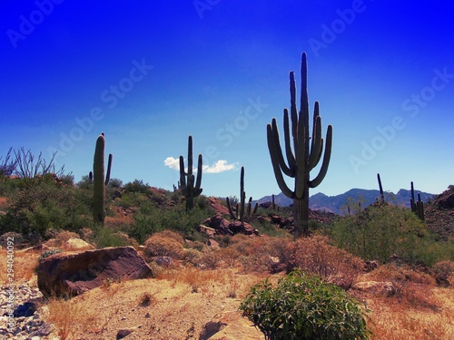 Saguaro Cactus © Ben