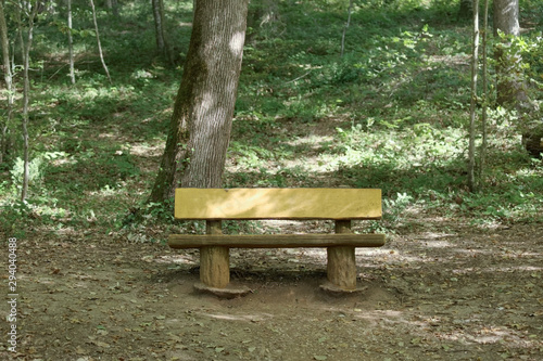 Front view of an empty bench and tree behind it in a park at Belgrad Forest in Turkey.