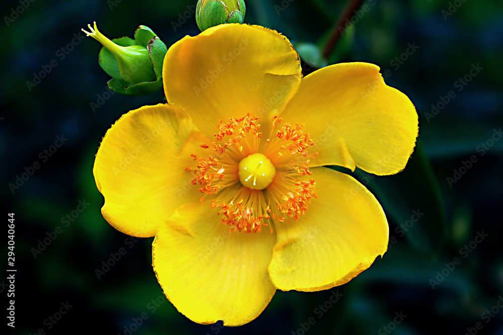 Yellow flower with five petals in a summer garden Yellow flower with five petals in a summer garden