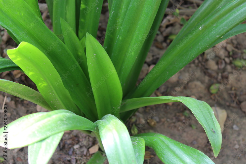 Obraz premium Garden Plant Long Green Leaf