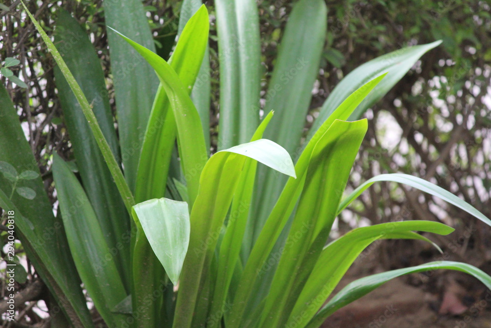 Green Long Leaf Plant Garden Green Long Leaf Plant Garden
