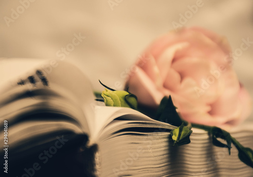 pink flower on an open book