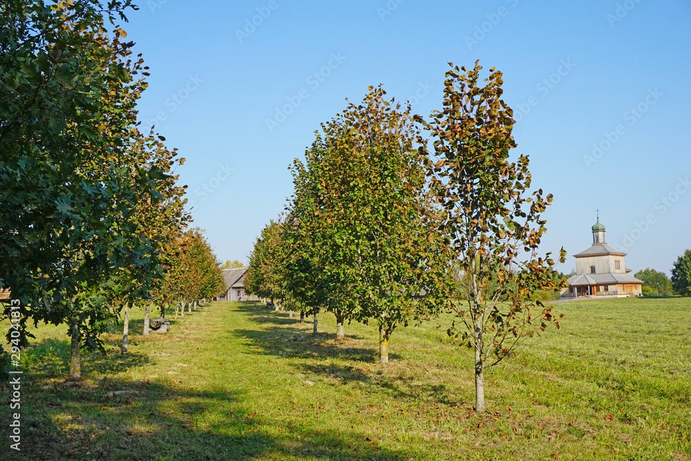 Fototapeta premium Linden alley in the early warm autumn in the ancient village of Strochitsa Ozertso, Minsk region, Belarus.