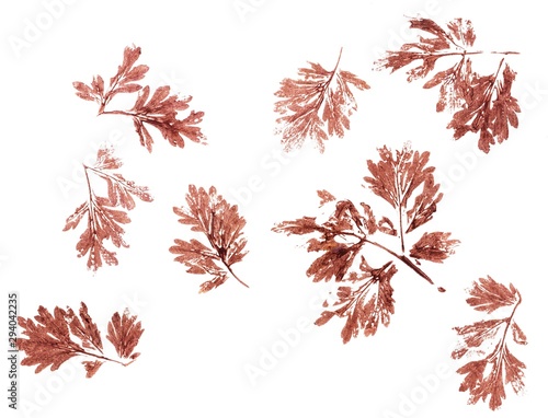 set of autumn leaves isolated on white