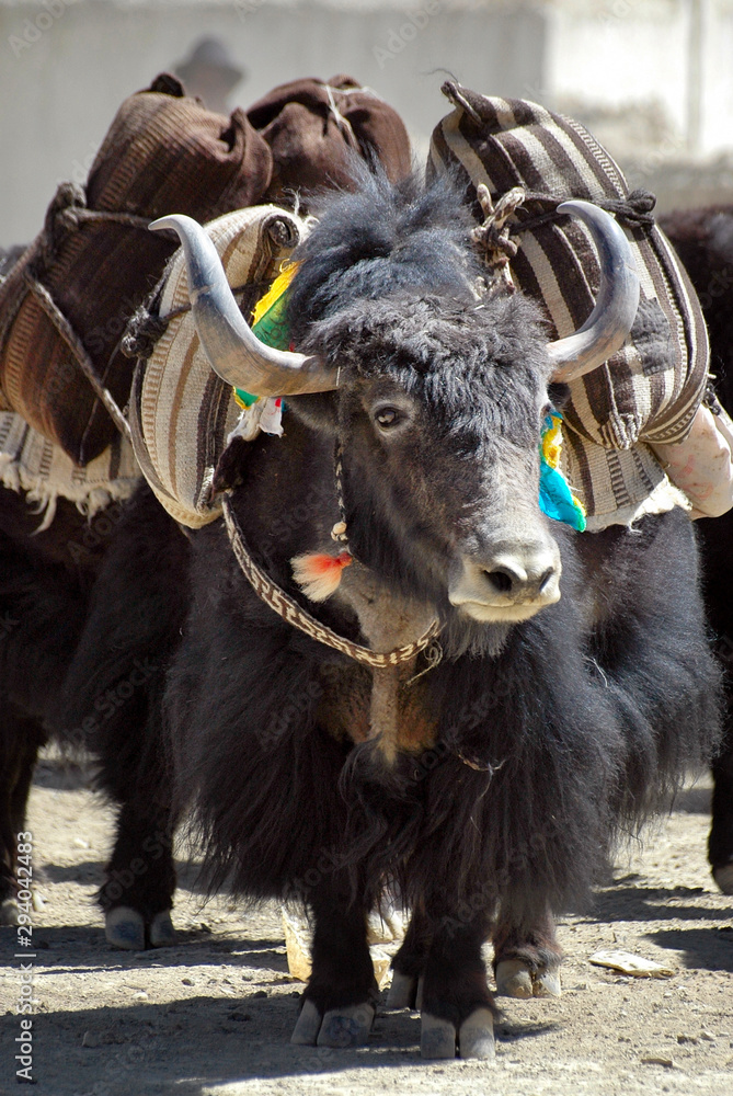 Yaks with cargo. Tibetan village, Satlej valley, Tibet, China, Asia.