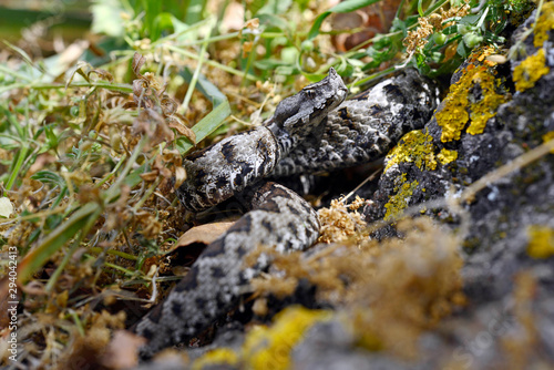 Europäische Hornotter (Vipera ammodytes), Griechenland - nose-horned viper, Greece photo