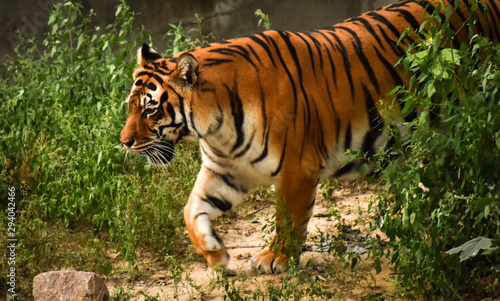 tigress in the Kiev zoo