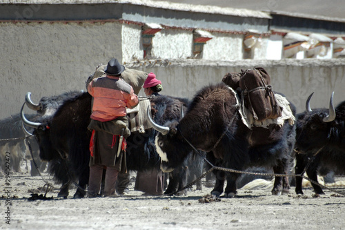 People of China. Tibetan family (man and woman) load cargo on yaks. Satlej valley, Tibet, China, Asia.