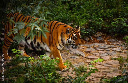 Fototapeta Naklejka Na Ścianę i Meble -  tigress in the Kiev zoo