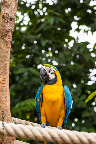 Blue-yellow macaw parrot portrait