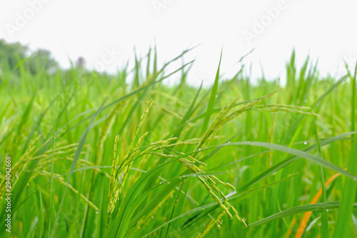 Rice field scenery in rainy season