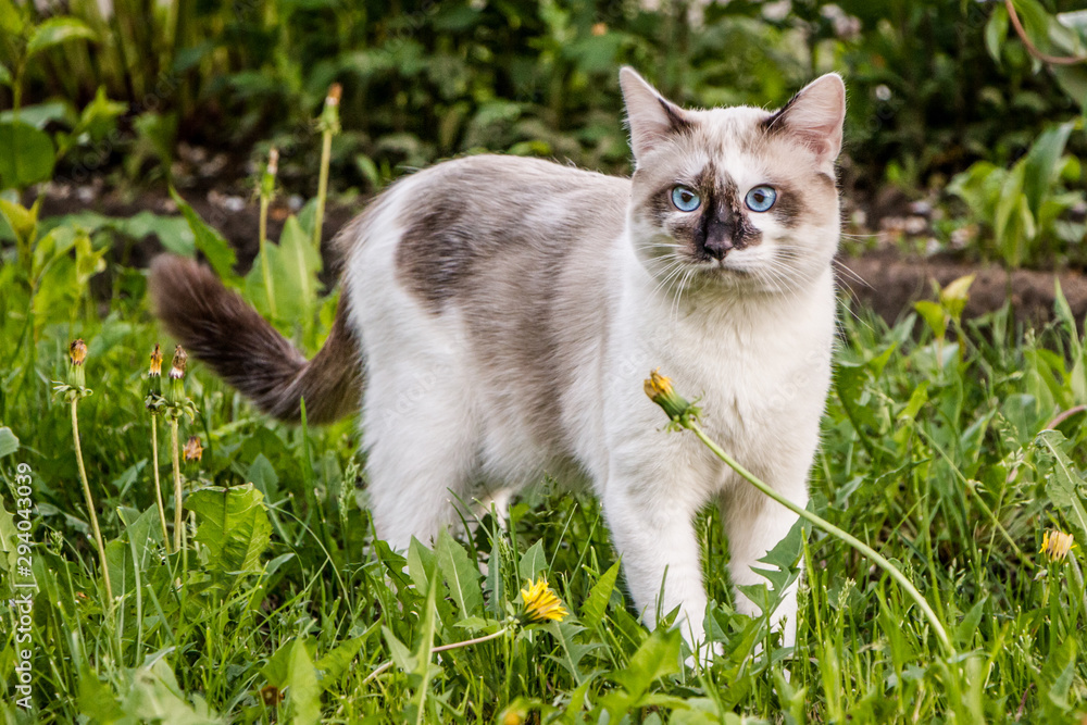 white cat with dark spots and blue eyes walks in the summer on the grass