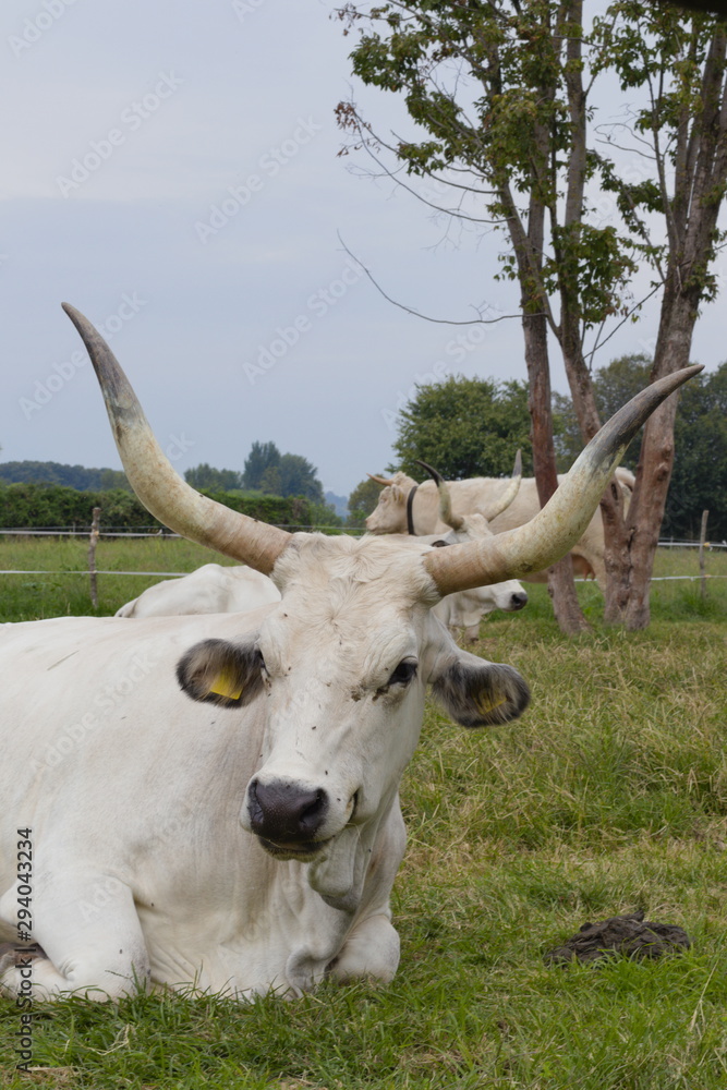 White Tuscan buffalo lie on the lawn on a farm