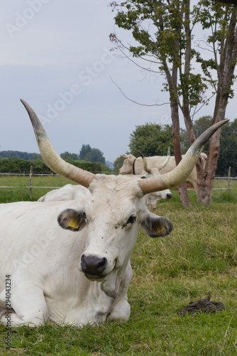 White Tuscan buffalo lie on the lawn on a farm