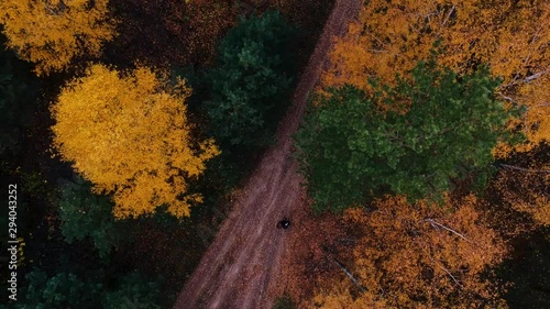 Aerial view: Flying over a country road on which there is a man in the autumn forest with orange birches. Top view of the forest .