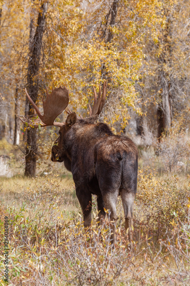 Bull Shiras Moose in Autumn in Wyoming Bull Shiras Moose in Autumn in Wyoming