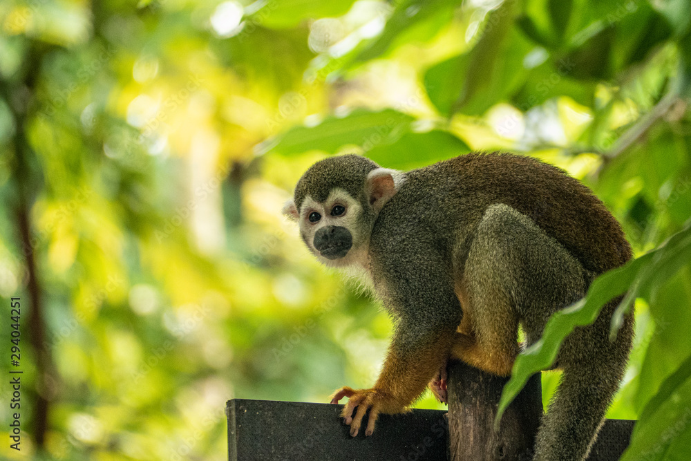 Obraz premium Squirrel Monkey