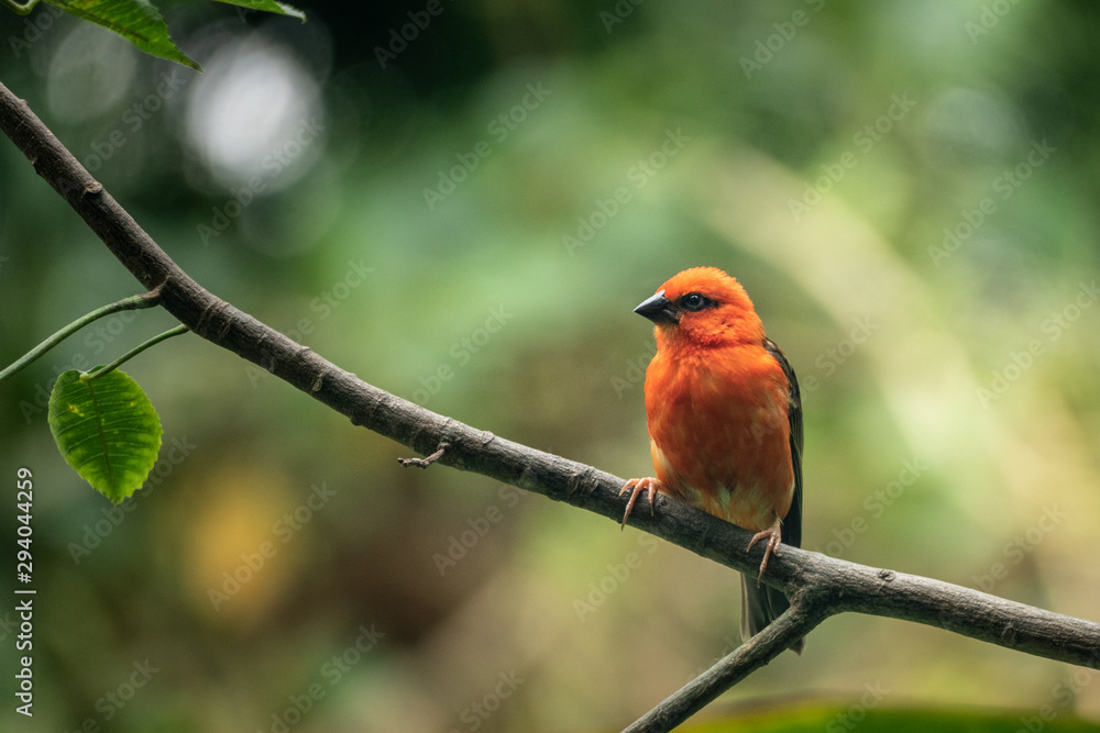 Red Robin Red Robin