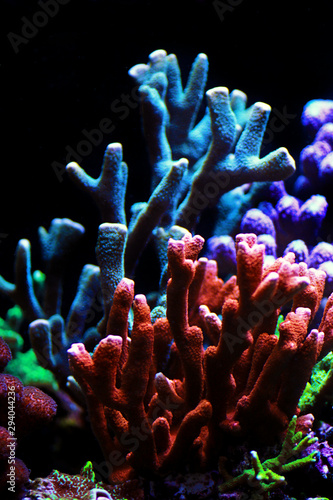 Montipora SPS coral in coral reef aquarium tank