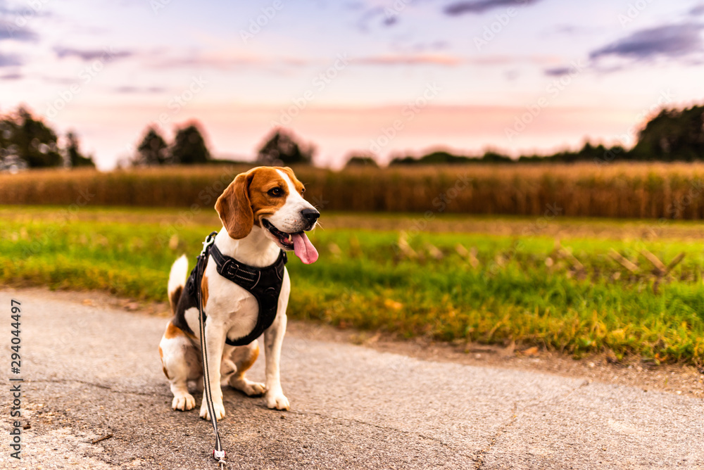 Beagle dog on Rural road. Road through fields leading to Austrian Village