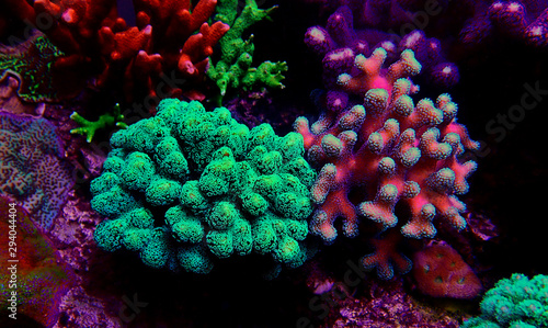 Stylophora (pocilloporidae) short polyps stony coral