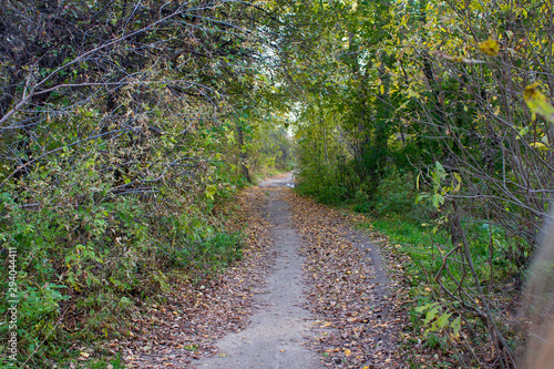 The path along which lies the yellow leaves, through the thicket of the forest. Green foliage, trees, bushes.